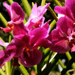 orchid at botanical garden