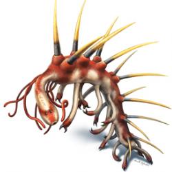 Left: Hallucigenia sparsa from the Burgess Shale (Royal Ontario Museum 61513) The fossil is 15 mm long. Right: Colour reconstruction of Hallucigenia sparsa.