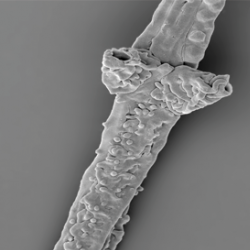Filaments of Tortotubus