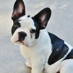 French bulldog