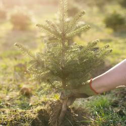 Planting a young tree