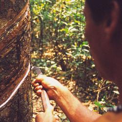 Man (seringueiro) extracts latex from a tree in the middle of the Amazon.