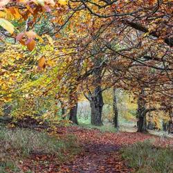 Woodland 