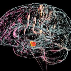 Substantia nigra in the human brain, illustration