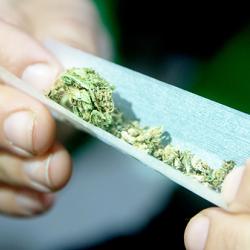 Female hands rolling a marijuana joint