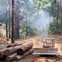 Logging in the rainforest of Kalimantan © Greenpeace / Kate Davison