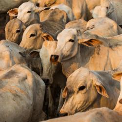 Cattle herd in the Amazon