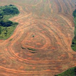 An area of the Amazon rainforest cleared for soya production