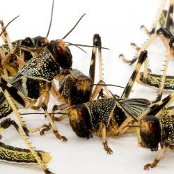 A group of gregarious-phase desert locusts in their final larval stage. 