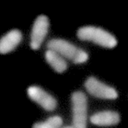 Chromosomes in haploid mouse embryonic stem cells