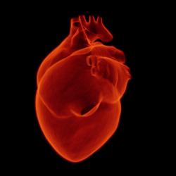 Heart