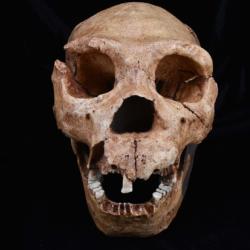 A cast of the skull of Homo Heidelbergensis, one of the hominin species analysed in the latest study.