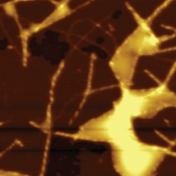 Fibrils of amyloid-beta