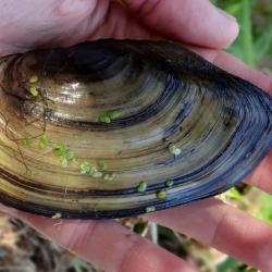 Researcher holding a mussel