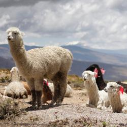 Llamas