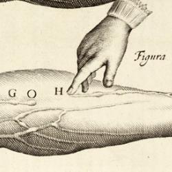 Detail from William Harvey's De motu cordis (experiment confirming direction of blood flow)