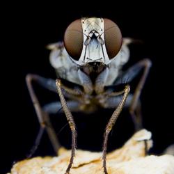 Killer fly