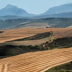 Wheat fields