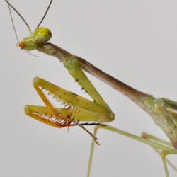 A juvenile praying mantis
