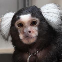 Marmoset