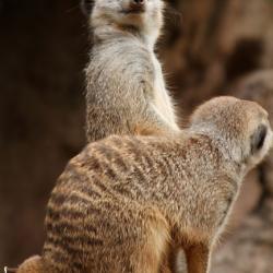 Meercats