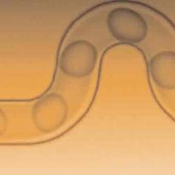 Microdroplets
