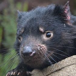 Tasmanian Devil