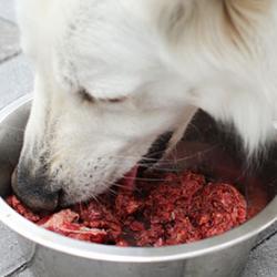 Dog eating raw meat