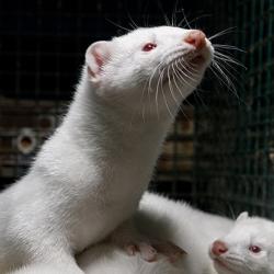 Mink farm