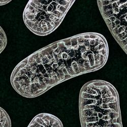 3D illustration of mitochondria