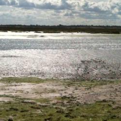 Mudflat and marsh at Abbots Hall, Essex 