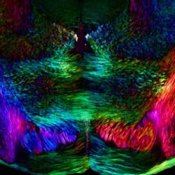 Spatially oriented neurons (mouse brain)