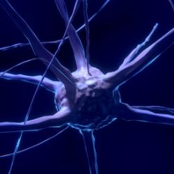 Nerve cells