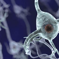 Nerve cell