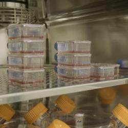Cell culture flasks in the incubator during manufacture of red blood cells