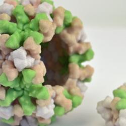 Norovirus