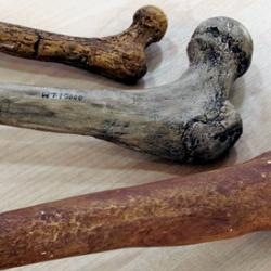 Femoral head bones of different hominin species. From top to bottom: Australopithecus afarensis (4-3 million years; ~40 kg, 130 cm); Homo ergaster (1.9-1.4 million years; 55-60 kg; ~165 cm); Neanderthal (200.000-30.000 years; ~70 kg; ~163 cm). 
