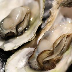 Oysters