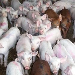 Pig farm