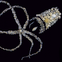 Foraminifera