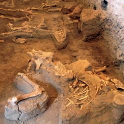 Pompeii's mystery horse