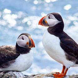 Puffins