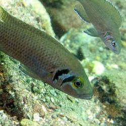 Neolamprologus pulcher (N. Pulcher) breed of cichlid fish used in the study