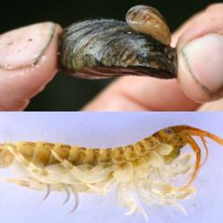 Top: quagga mussel hitching a ride on a zebra mussel. Bottom: killer shrimp