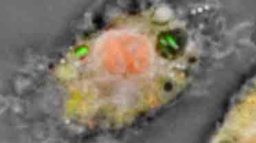 Salmonella