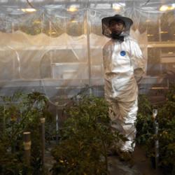 Researcher Sanjie Jiang inside the 'flight arena' in the glasshouse of the Cambridge University Botanic Garden.
