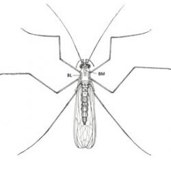 Dorsal view of adult Dixa BM, BL, median and lateral bands on the scutum