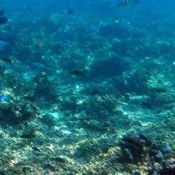 under the sea