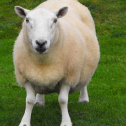 Sheep