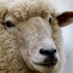 sheep